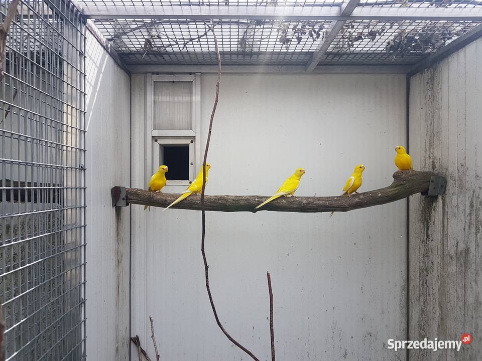 Łąkówka modrobrewa łąkówki modrobrewe 2024 r wielkopolskie Leszno