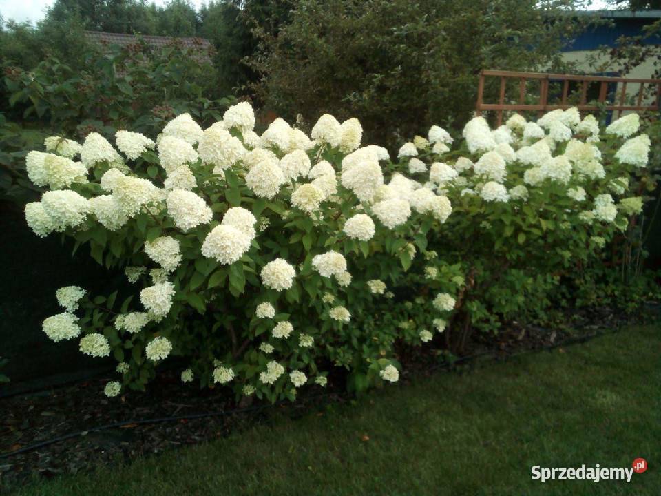 Działka ROD Stogi Gdańsk pomorskie sprzedam