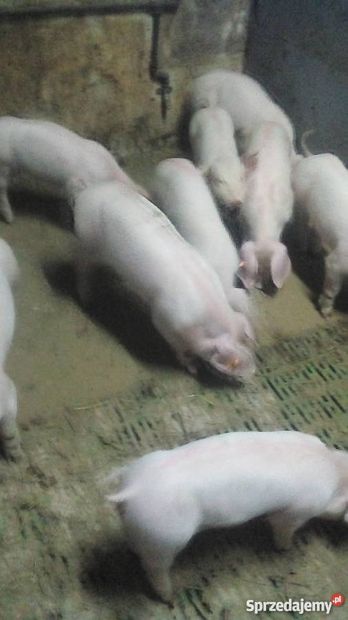 Prosięta kujawsko-pomorskie Radzyń-Wybudowanie