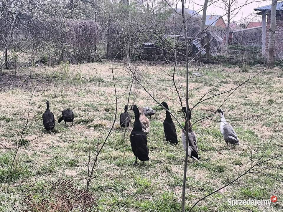 Jaja lęgowe kaczek biegusów podkarpackie Przebendów