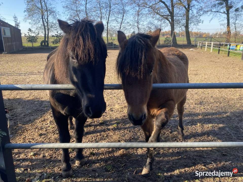 Sprzedam dwie klacze huculskie 8 i 10 lat