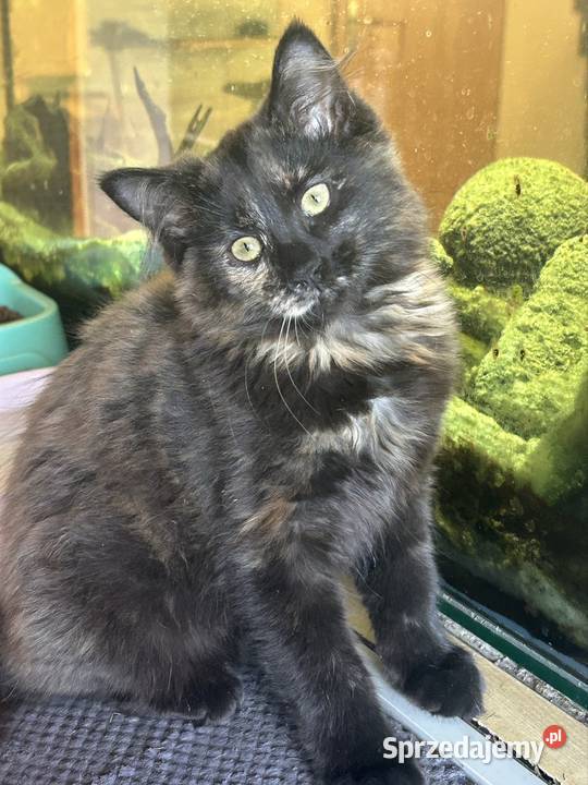 Koteczka Norweska Leśna Rybnik