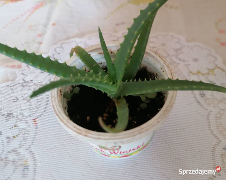 Kwiaty Aloes ościstyAloes zwykły