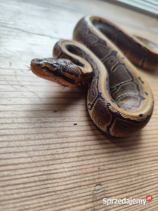 Wąż samiczka Pinstripe mloda Pruszków