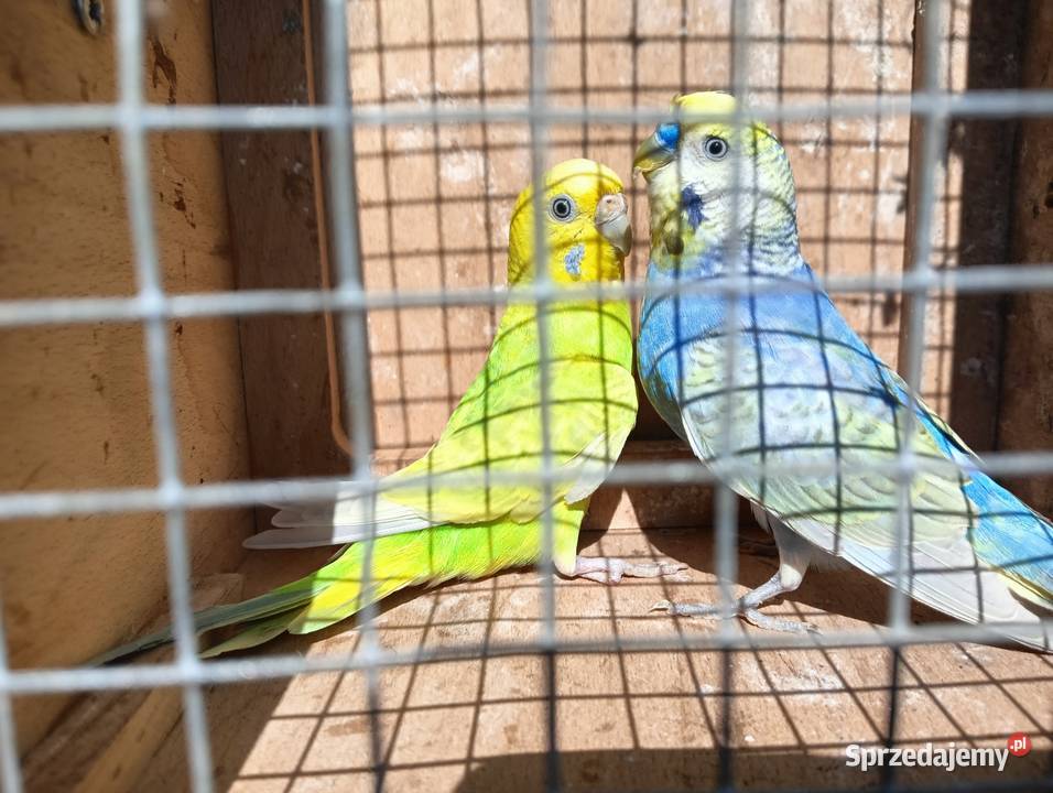 Falista pupil domowy Złotów