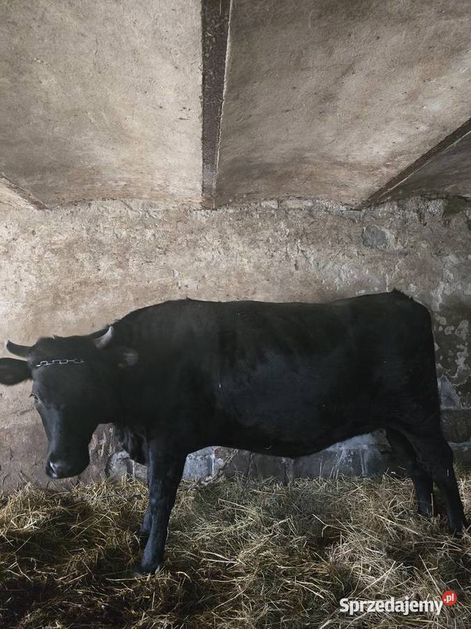 Krowa jałówka cielna małopolskie Sąspów sprzedam