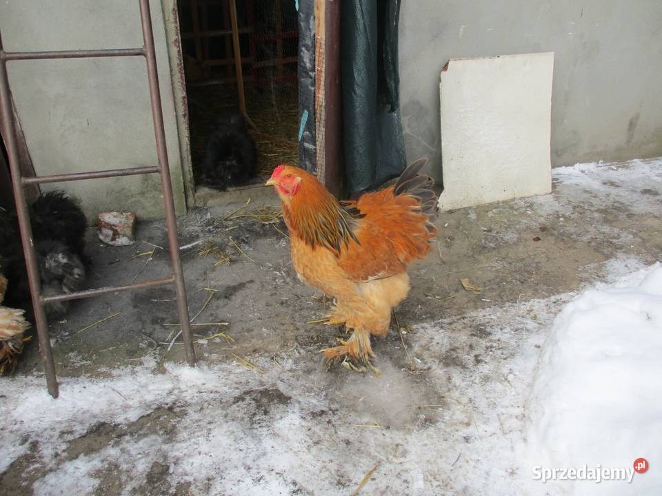 Kogut Brahma Kiełpin Poduchowny sprzedam