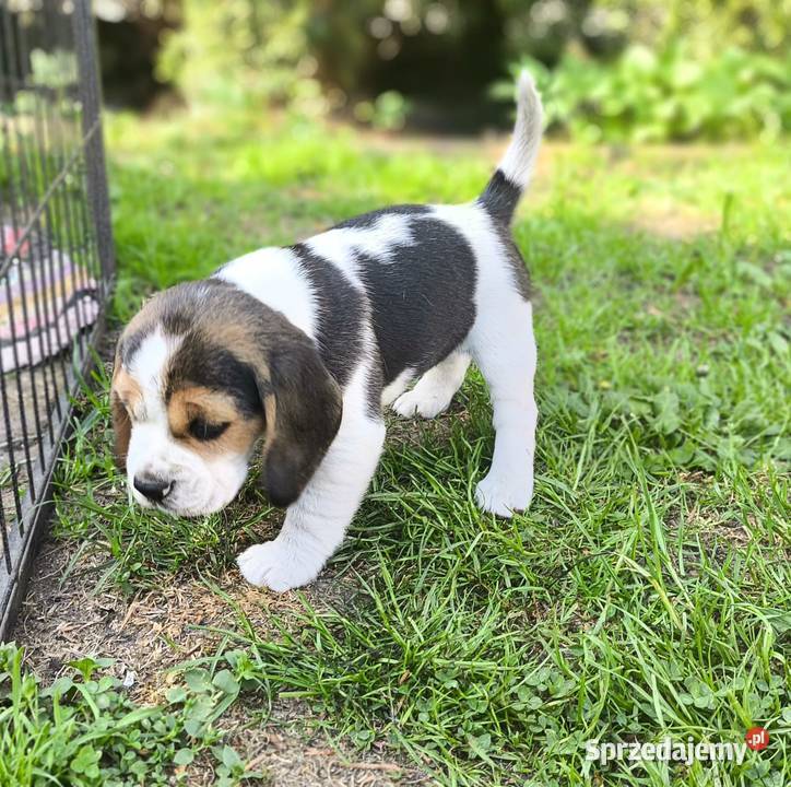 szczeniak pies Beagle rodowód Beagle Bielsk Podlaski