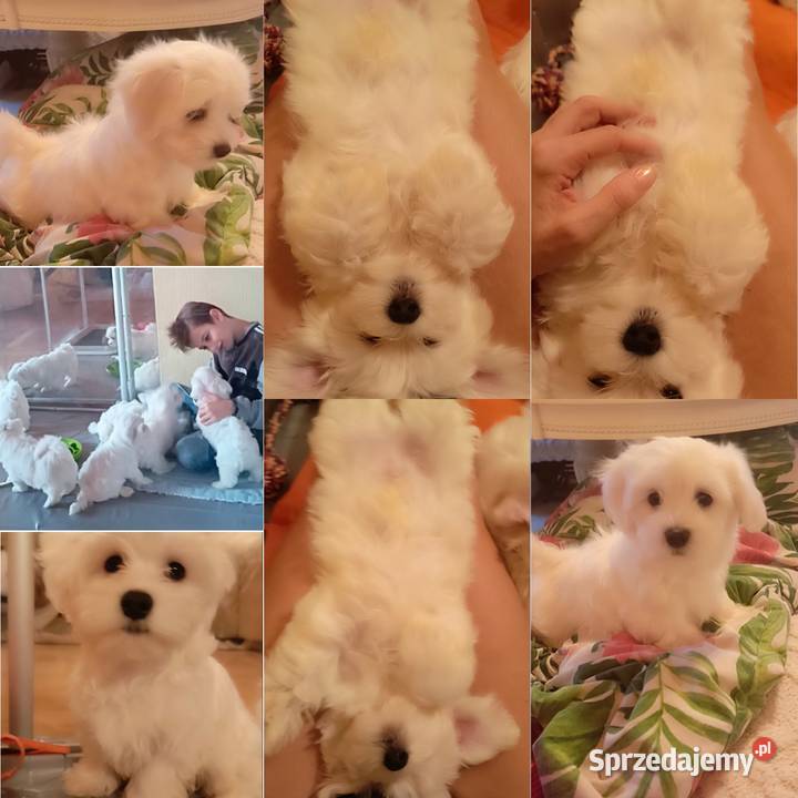 Maltańczyk szczeniaczki z rodowodem gotowe do