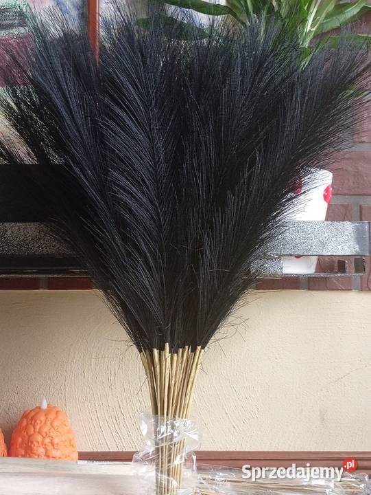 Czarna trawa pampasowa 40 sztuk zachodniopomorskie