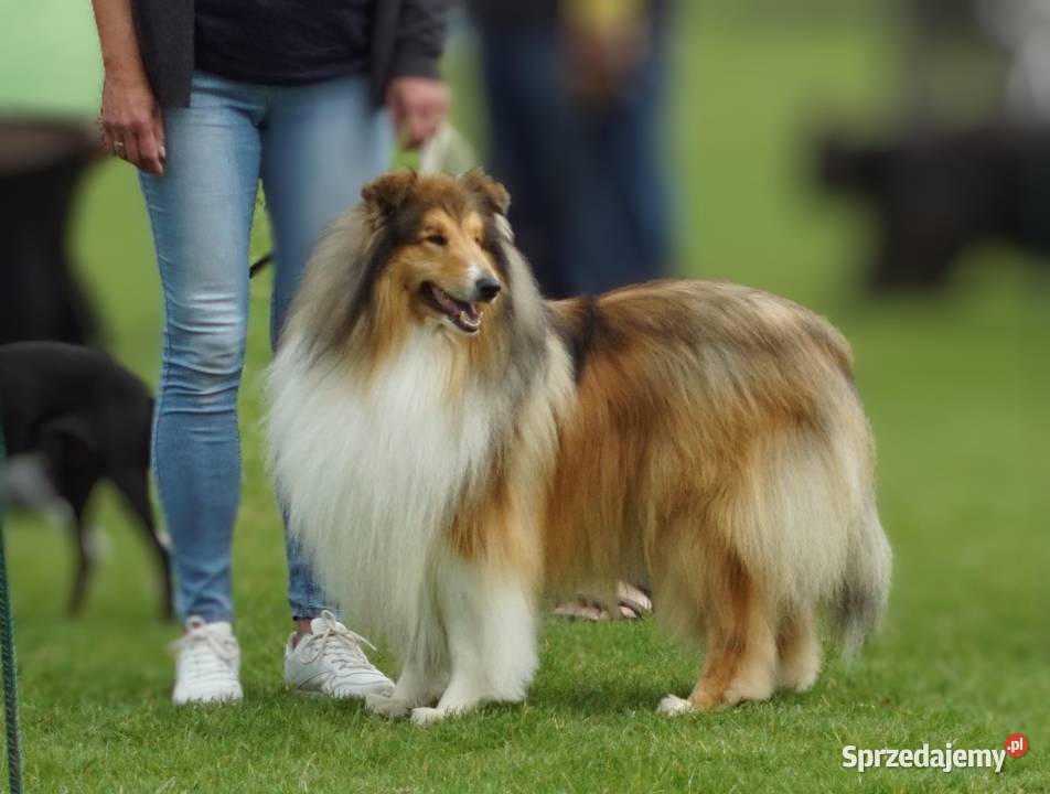 Owczarek Szkocki Collie małopolskie Kokotów