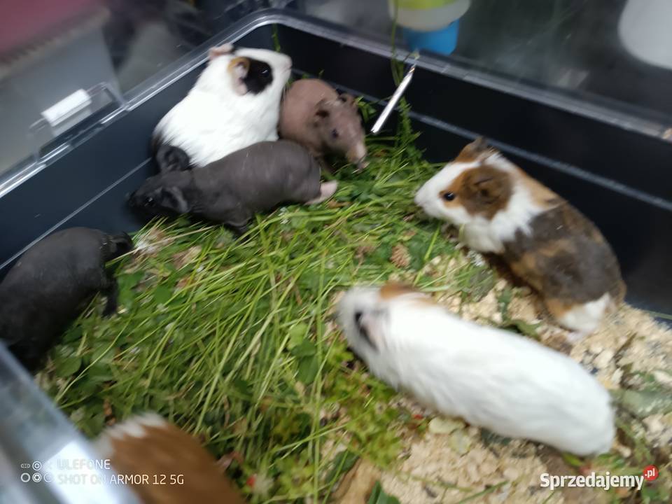 kawia skin łysa świnka morska Zwierzęta Gliwice