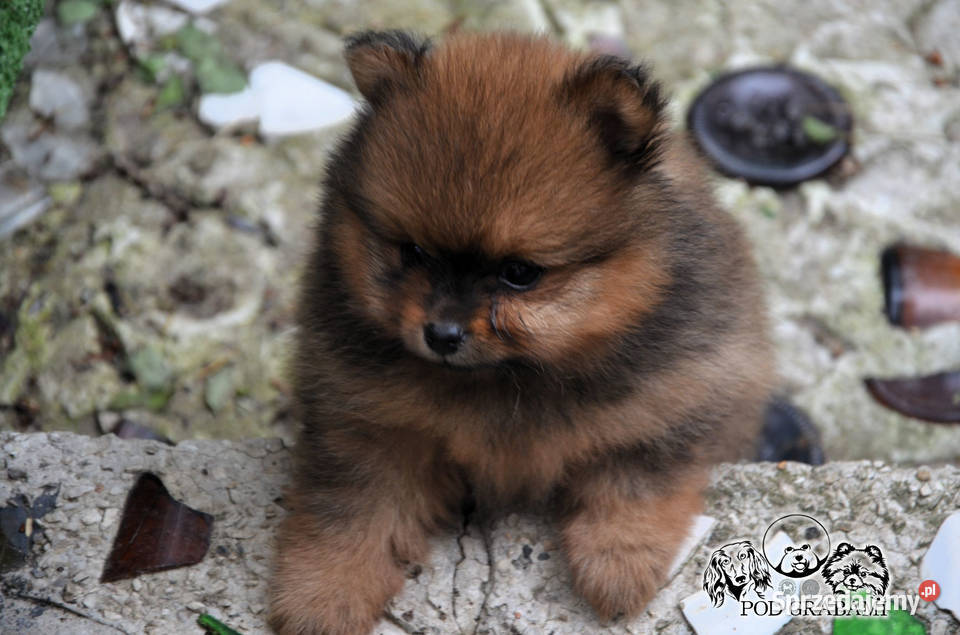 rzepiękne Szczenięta Pomeranian Szpic