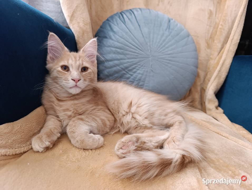 Kocurek Maine Coon lubelskie Krasnystaw