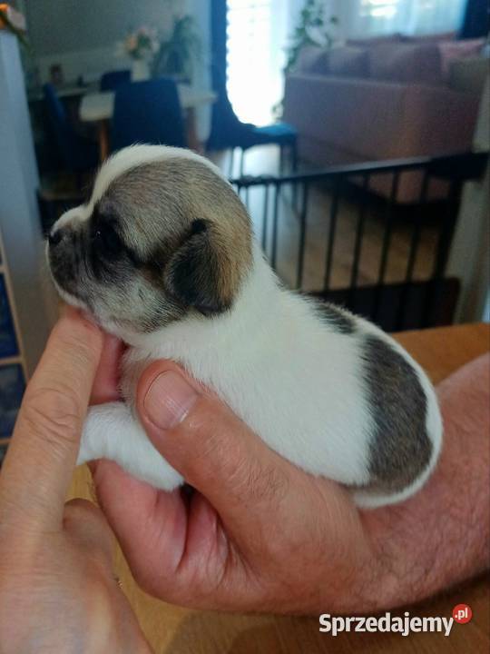 Niebieska Ziawjskowa Dziewczynka Chihuahua Zgierz