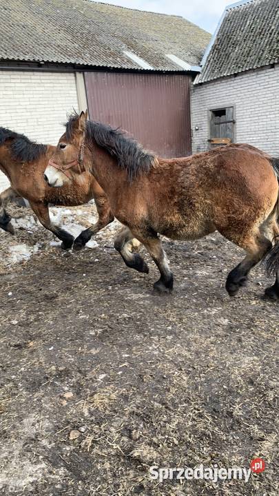 Sprzedam Zrebaki Waniewo