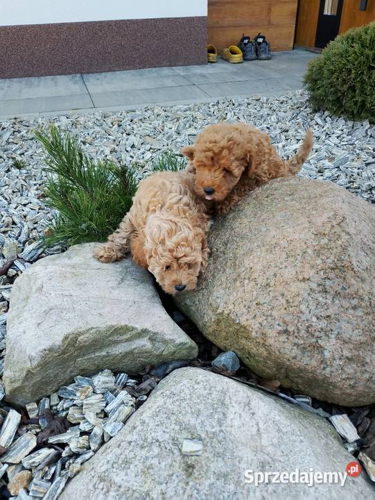 Cudowne Pudle Toy Red