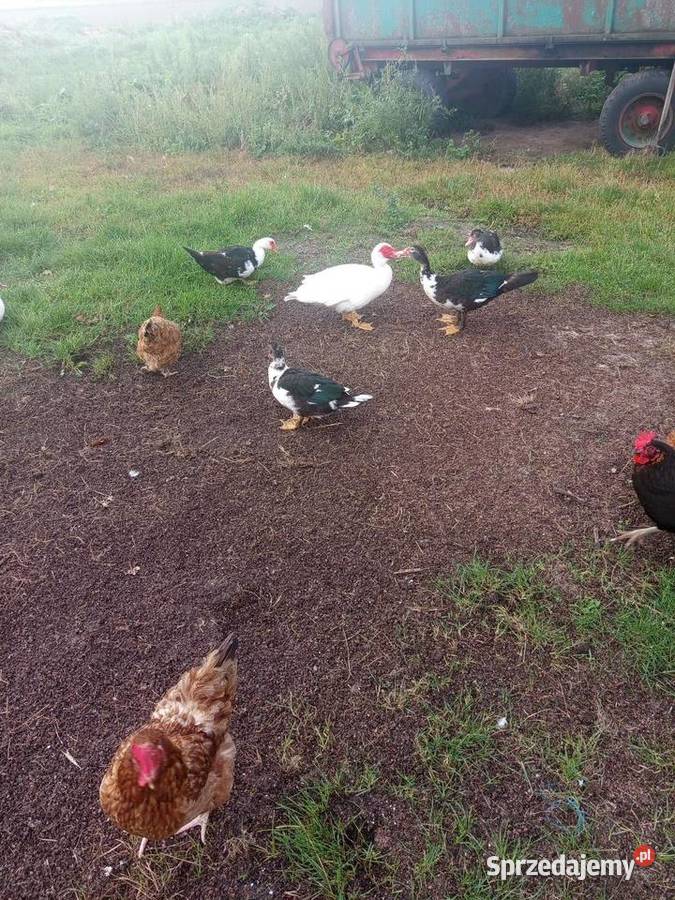 Sprzedam kaczki Kutno