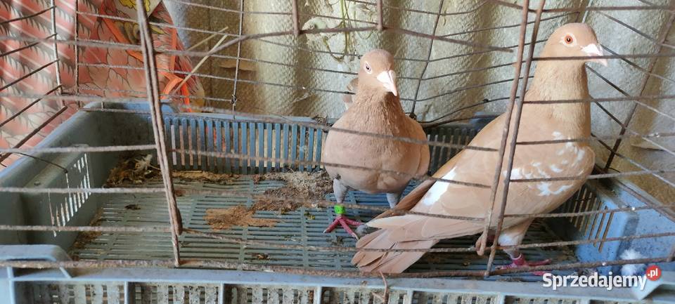 Golembie mulemansy żółte