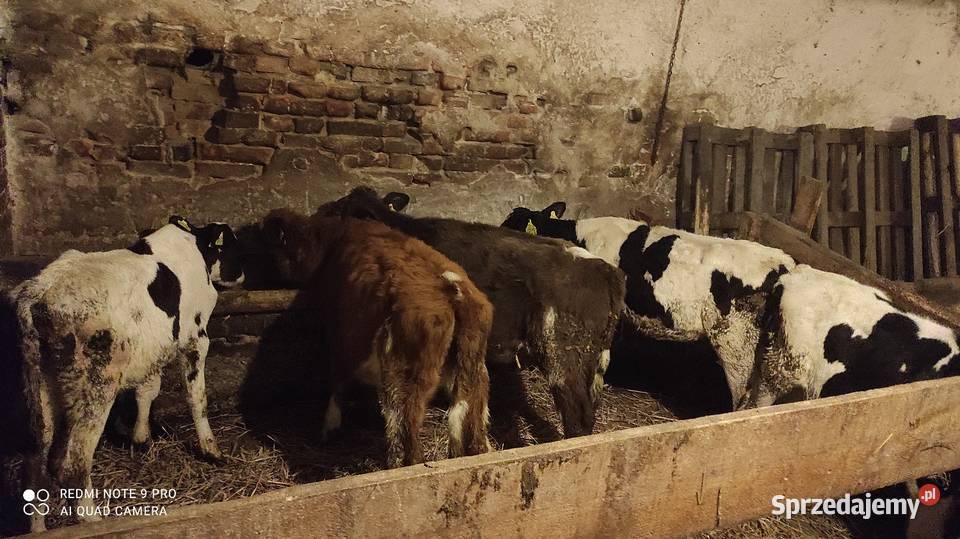 Sprzedam byczki i jałówki zarłaki Bydło Wawrowice sprzedam