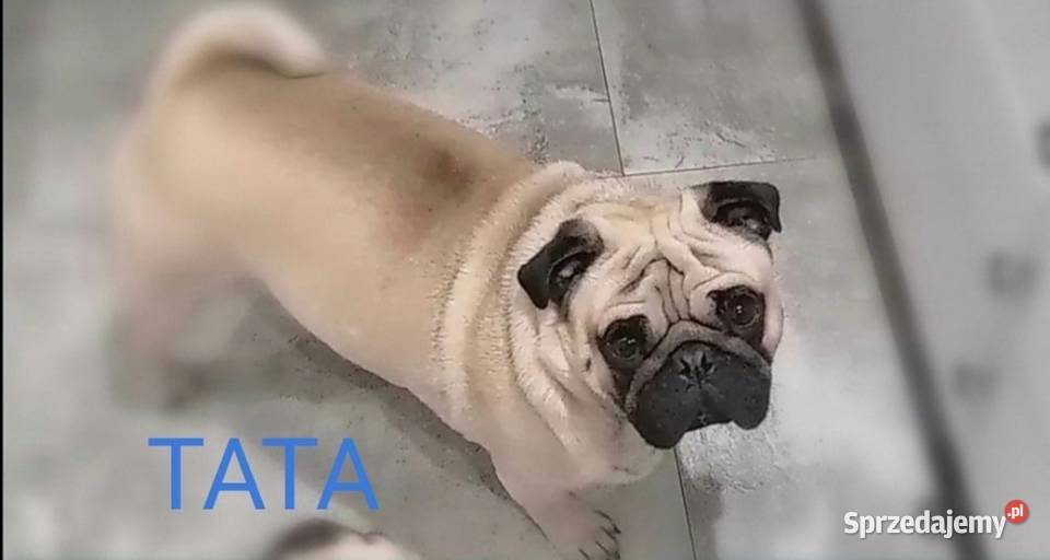 Mops mopsik szczeniaki beżowe i czarne Wrocław