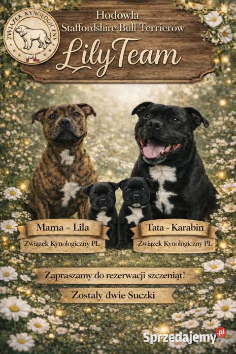 Staffordshire Bull Terrier Stafik Staffik Zabrze sprzedam