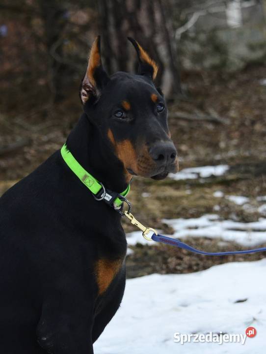 Szczeniak dobermana Głowno
