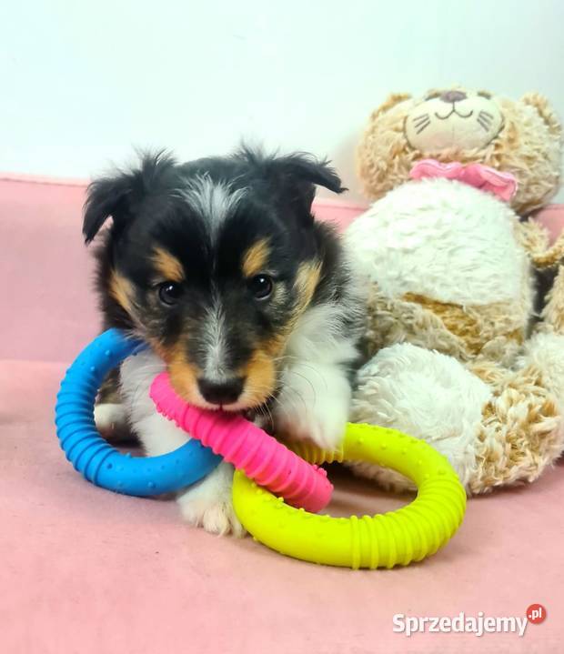 Owczarek szetlandzki Wiązowna