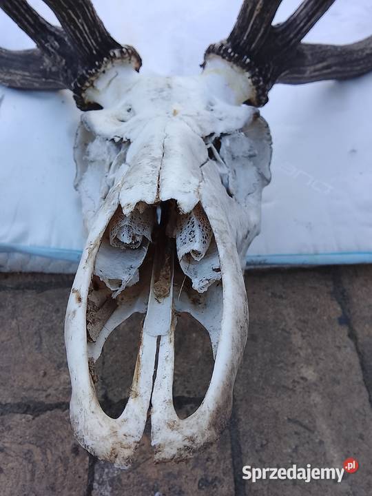 Wieniec jelenia 14stak Żary