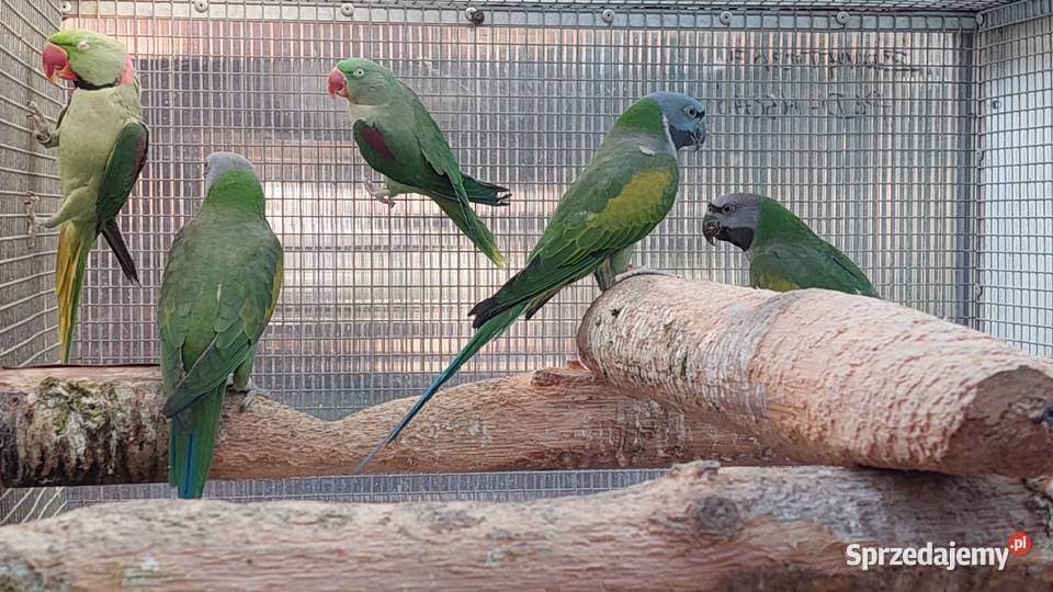 Aleksandretty chińskie para lęgowa i samica z Czarnocin