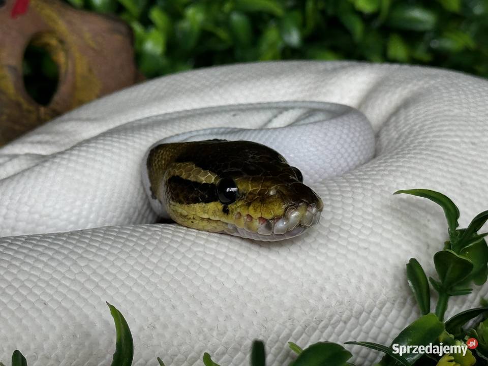 pyton królewski black pastel piebald bp pied Kraków
