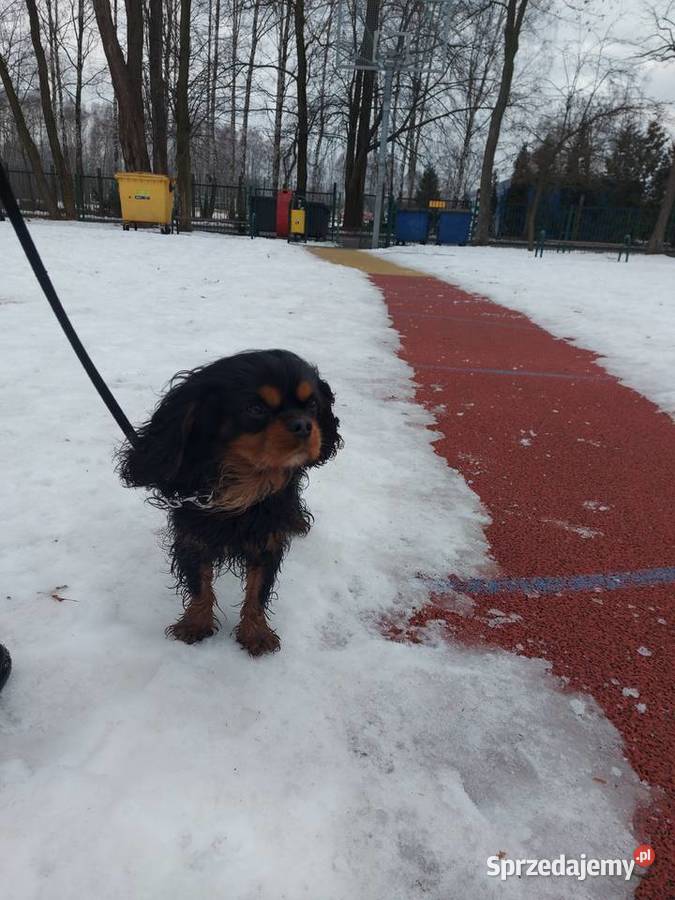 Cudowny Cavalier szuka nowej kochającej rodziny