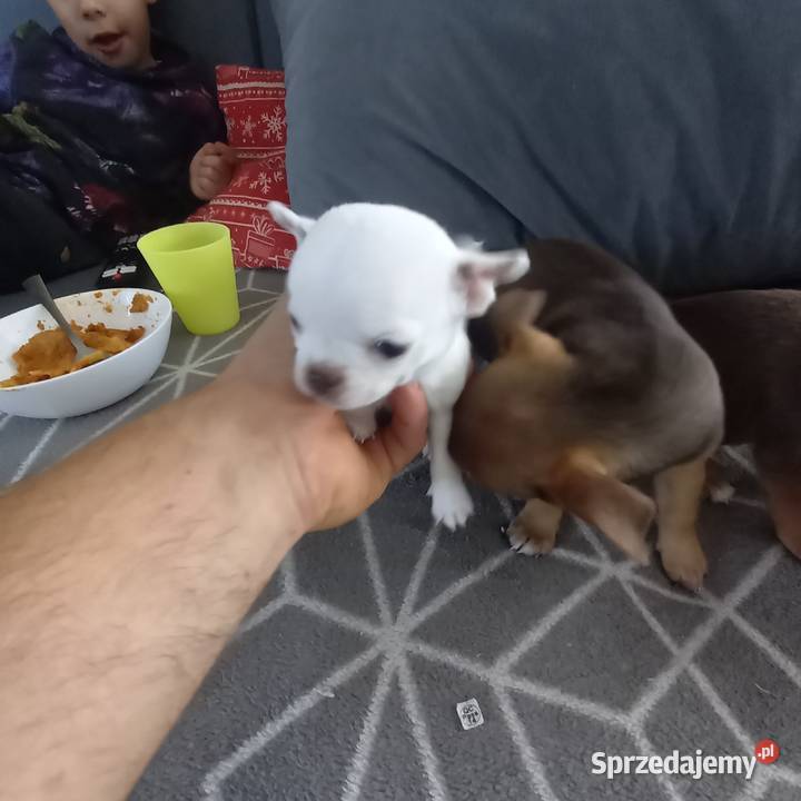 Szczeniaki Chihuahua Garwolin sprzedam