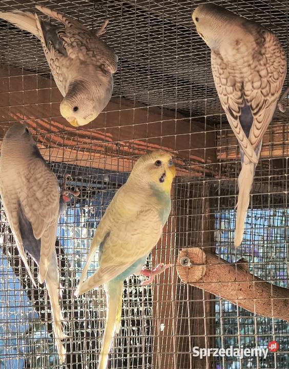 Młode faliste i Nimfy 2025 Myślenice