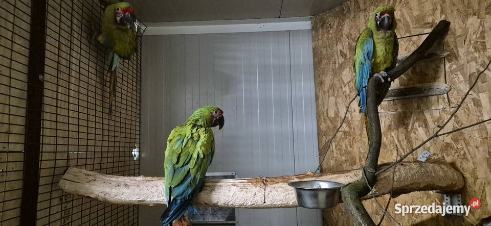 Ara Ambigua ara Oliwkowa samica 2025 Rogoż