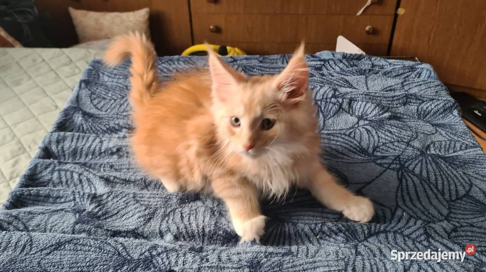 Kocurki Meine Coon Maine Coon Opole