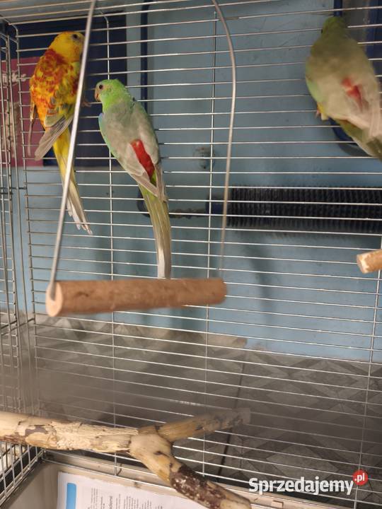 Świergotki seledynowe Poznań sprzedam