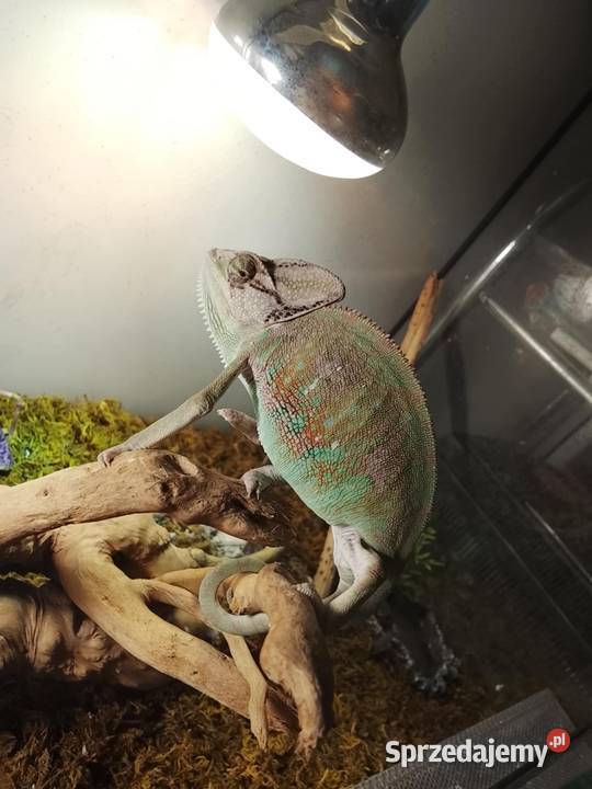 Kameleon jemeński Włocławek sprzedam