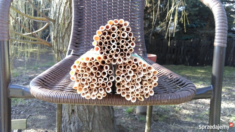 Trzcina murarki ogrodowej dolnośląskie