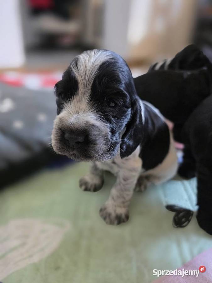 Cocker spaniel angielski pieski i sunie Żelazków sprzedam