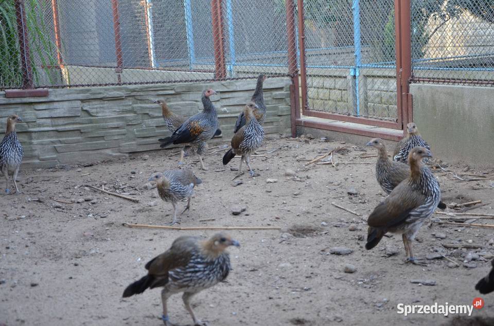 Kur siwy Gallus Sonneratii Bażant Bażanty kury Płońsk sprzedam