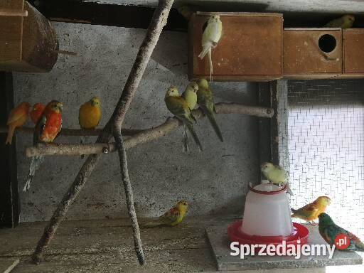 Sprzedam świergotki seledynowe Wieluń sprzedam