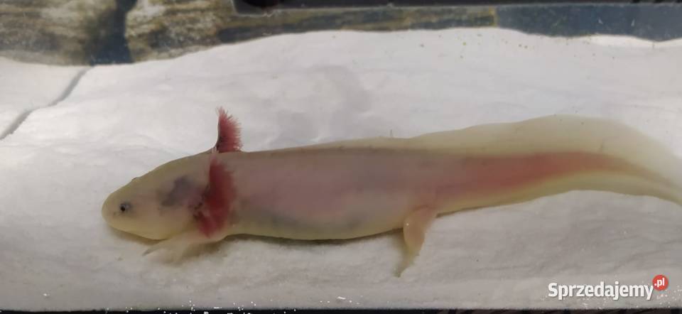 Axolotl Jastrzębie-Zdrój