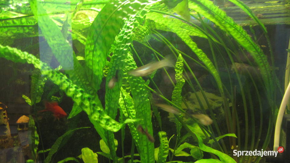 Kryptokoryna karbowana kujawsko-pomorskie Toruń