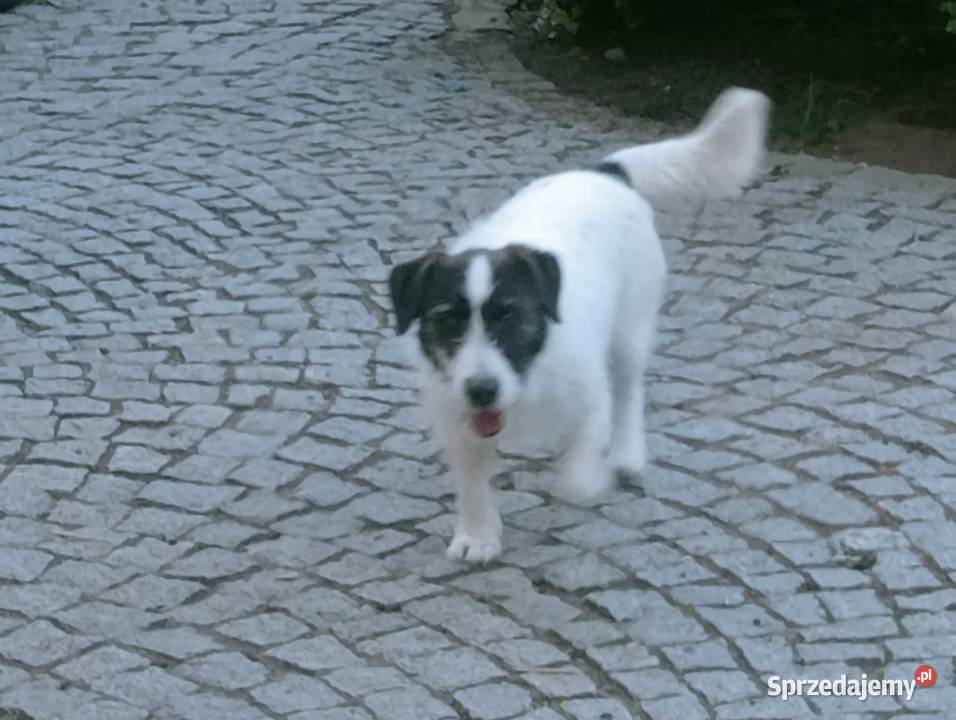 5 letnia suczka JRT FCI 300 Wrocław