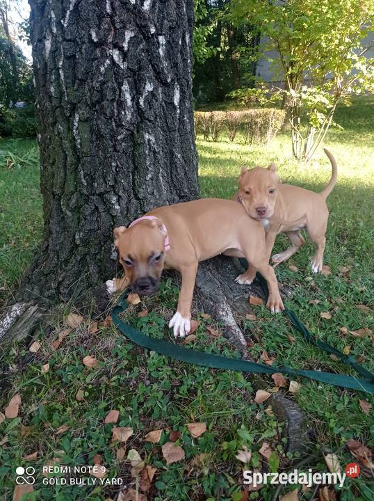 American Bully ABKC suczki