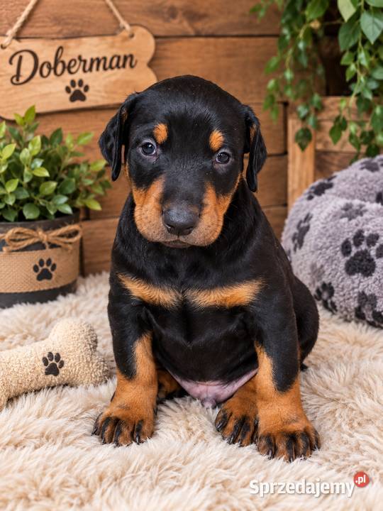Szczeniak rasy Doberman sprzedam