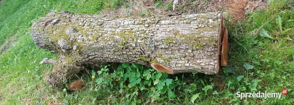 Grusza kłoda pień klocek dłużyca drzewo drewno Susiec