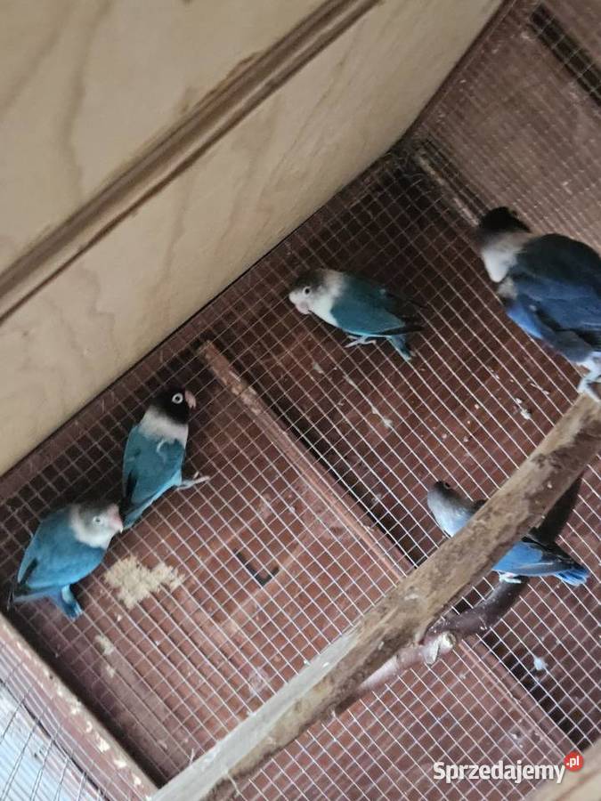 Nierozłączki Papugi Nierozłączka Papugi