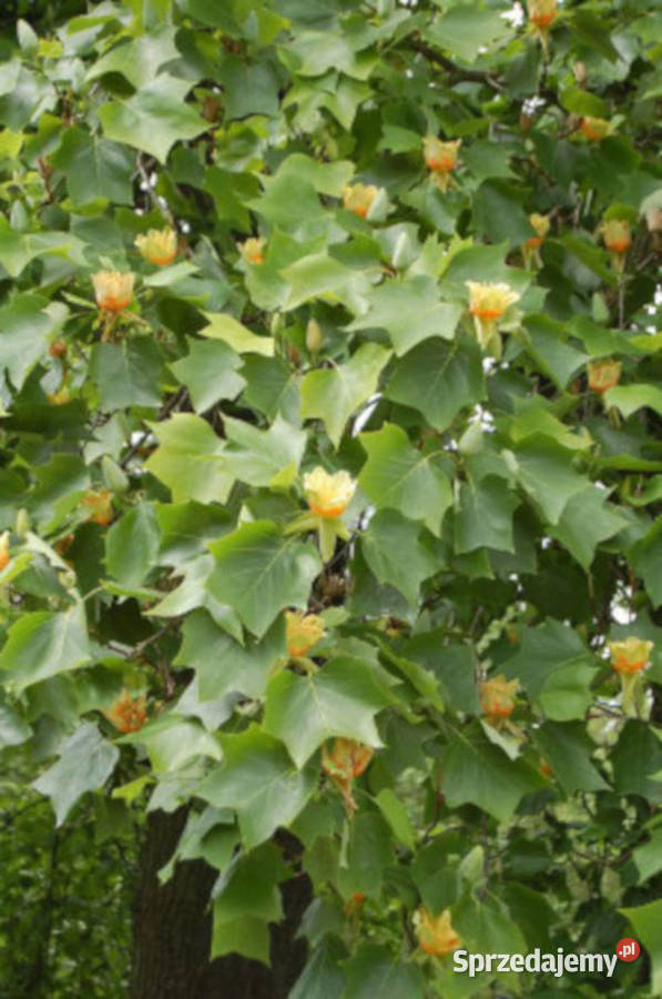 Tulipanowiec amerykański Liriodendron tulipifera